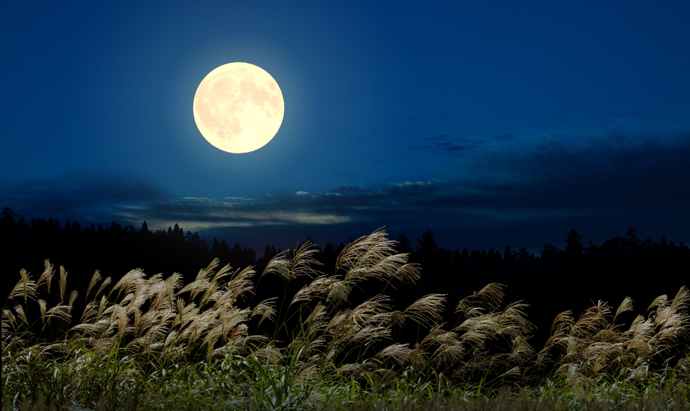 Composite photo of the full moon and pampas grass