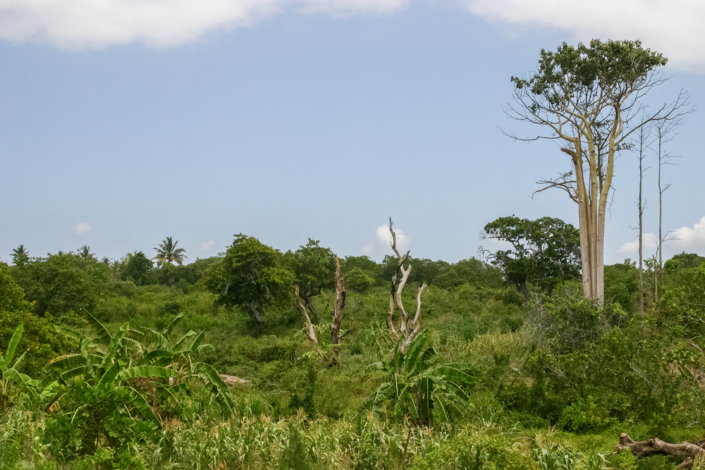 Teak tree