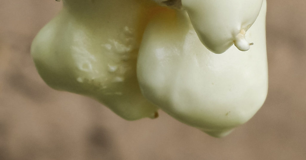 Woman Discovers Strange ‘Egg’ on Ceiling, Urged to Leave Quickly by Father-in-Law