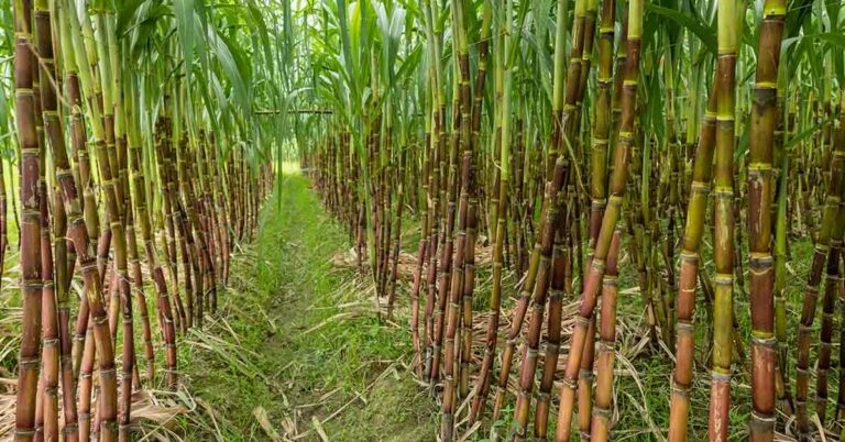 Over 90% of The Cars Sold In This Country Are Fueled Using Sugarcane - Featured image