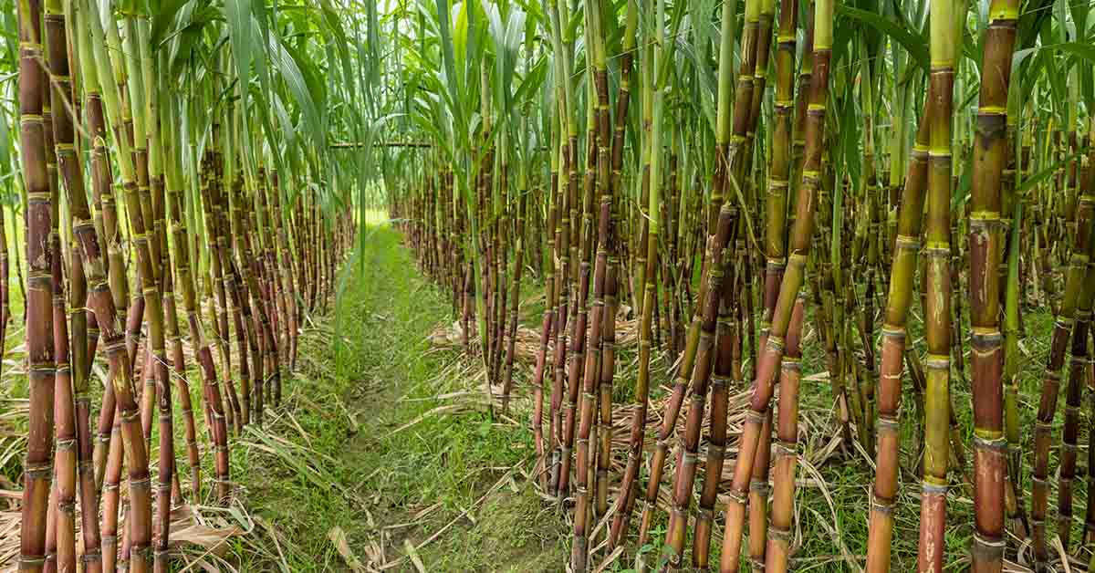 Over 90% of The Cars Sold In This Country Are Fueled Using Sugarcane