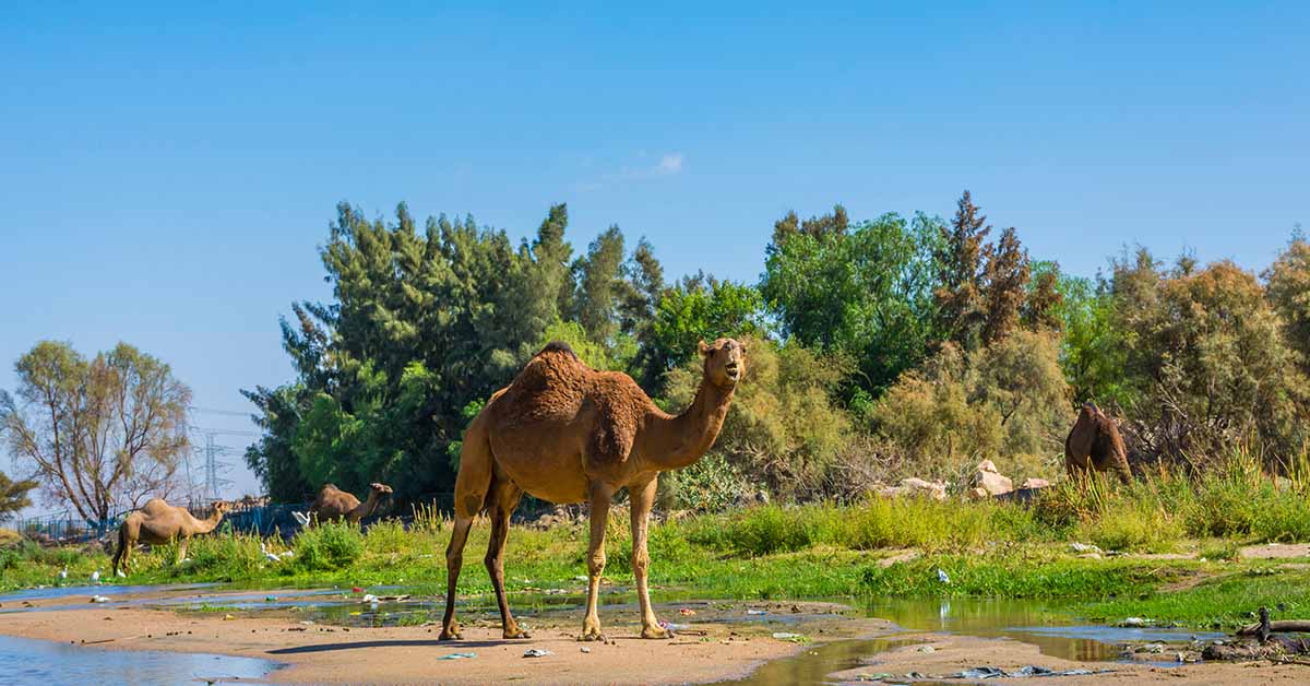 The Sahara Desert Is Starting To Turn Green Thanks to Heavy Rain Fall