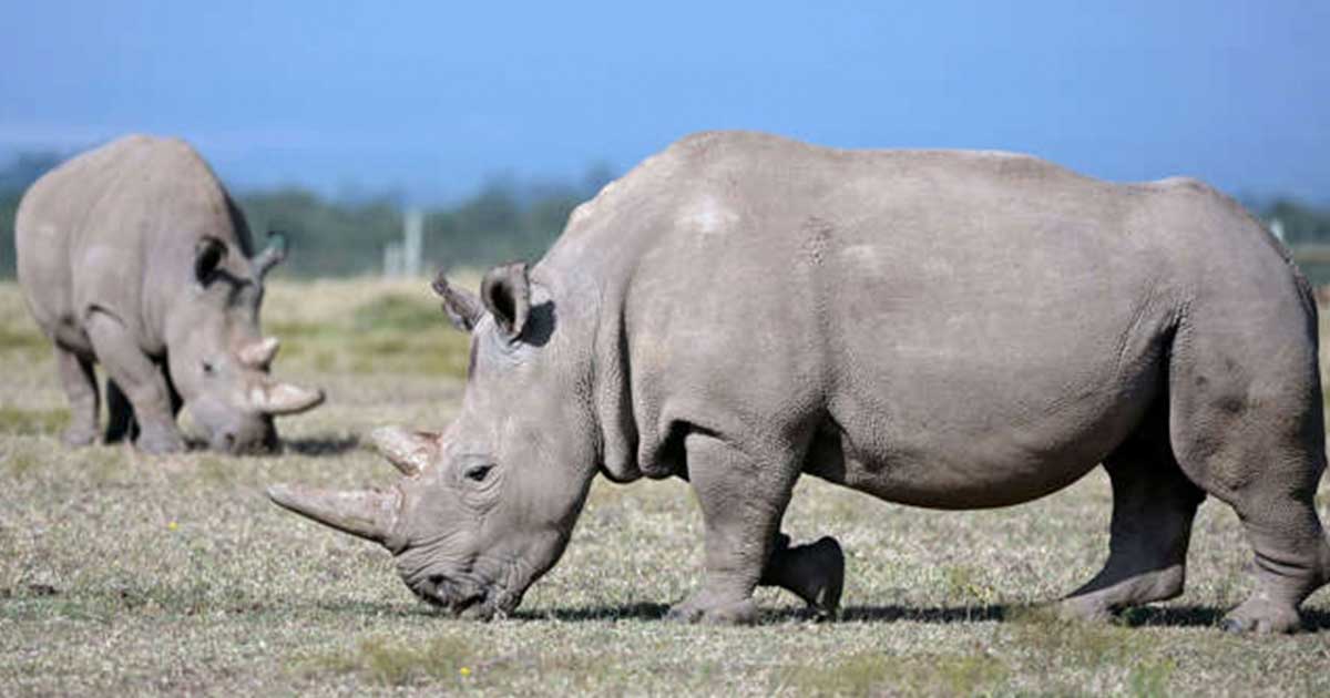 20+ Animals We’ve Lost To Extinction In The Past 150 Years