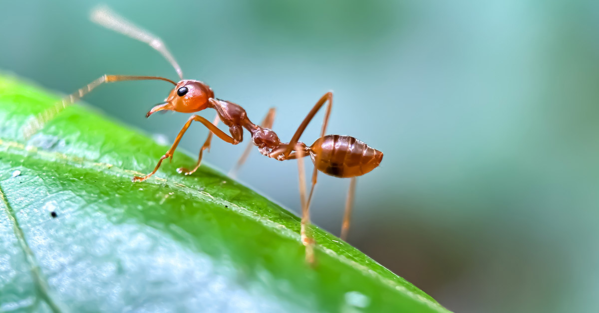 Ants Can Help Make Yogurt Using Ancient Technique