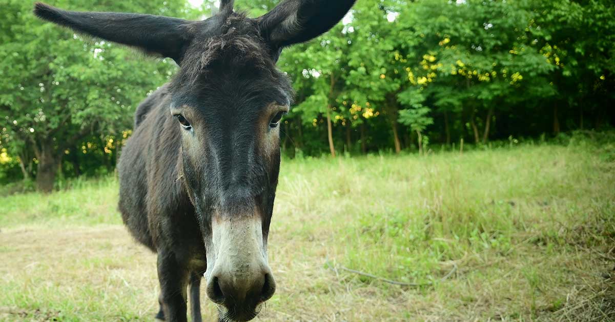 Donkey Saved From Floodwaters Says ‘Thank You’ In The Most Hilarious Way