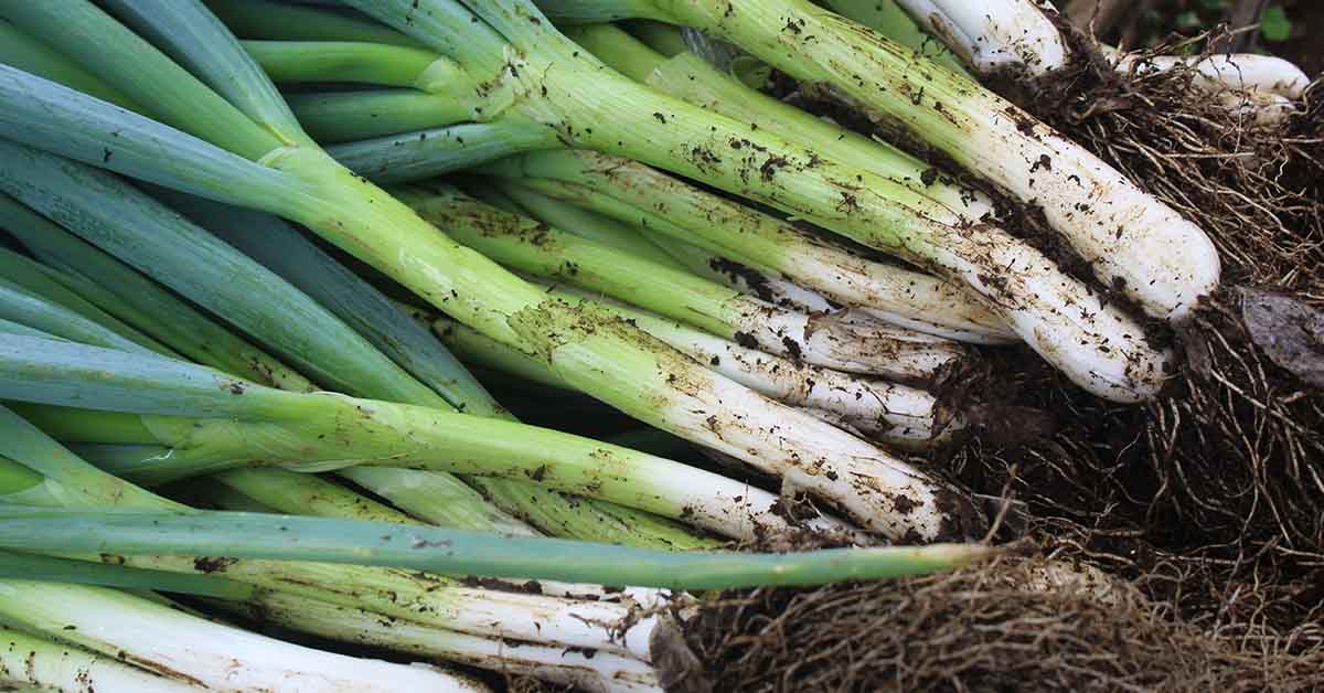 Green Onions Recalled at Trader Joe’s and Other Stores Due To Salmonella Risk