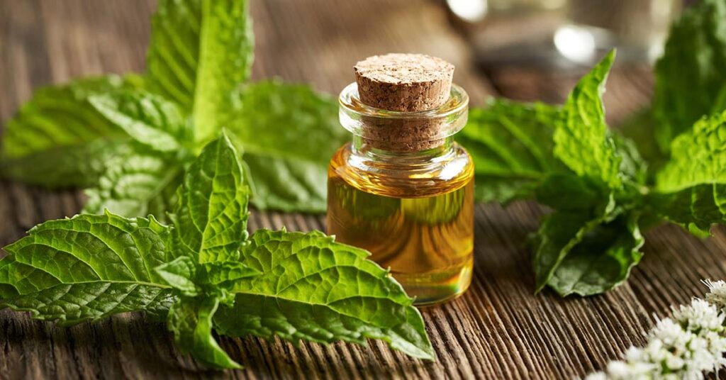 Unexpected Link Between Peppermint Oil and Alzheimer’s Discovered - Featured image