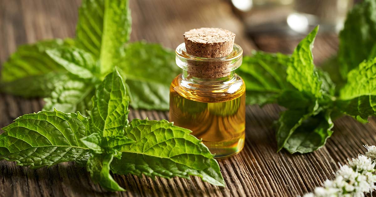 Unexpected Link Between Peppermint Oil and Alzheimer’s Discovered