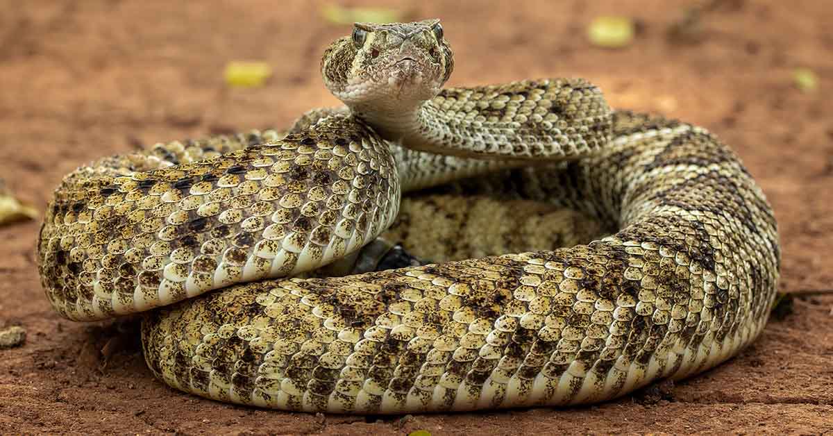 Top 10 Biggest Snakes in The United States