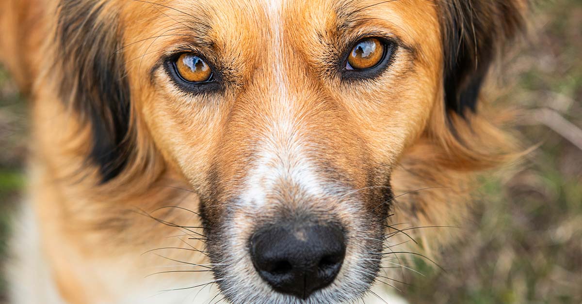 Scientists Believe Dogs Are Entering a New Phase In Their Evolution