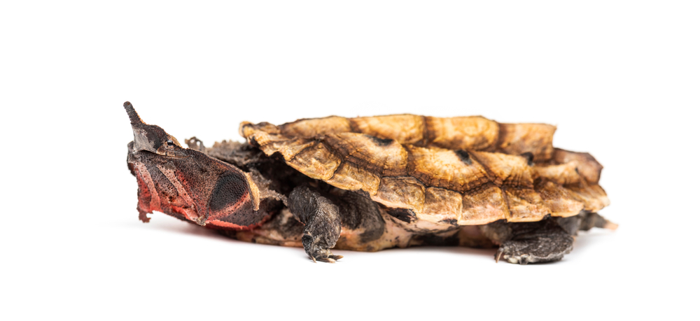 Mata Mata, Chelus fimbriata, turtle, isolated on white