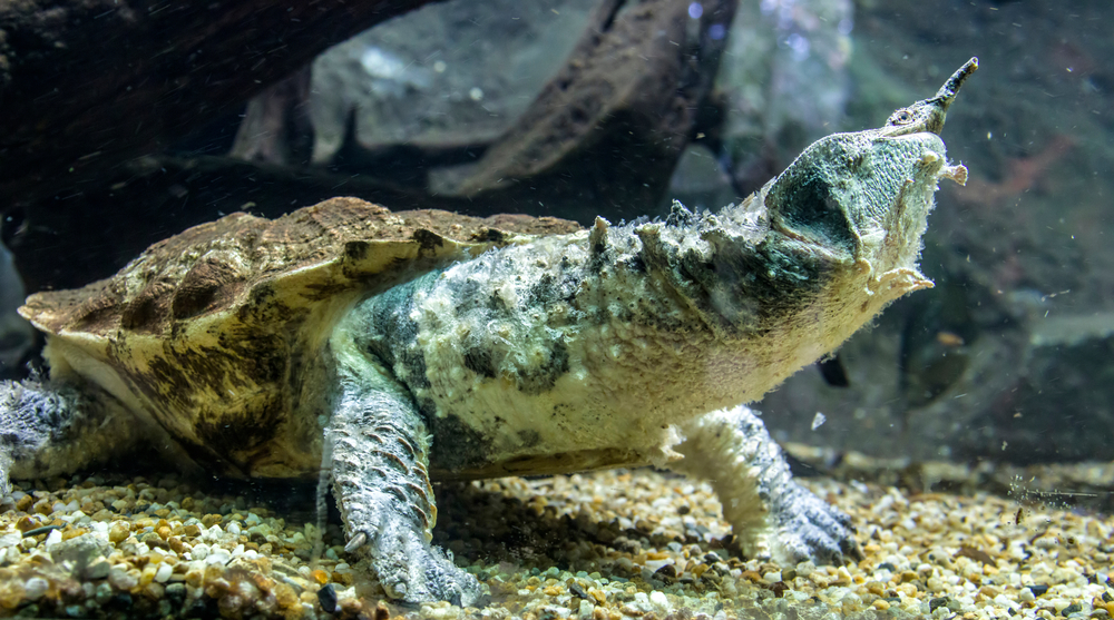 The mata mata is a freshwater turtle found in Wetlands South America, primarily in the Amazon. a large, sedentary turtle with a large, triangular, flattened head with many tubercles and flaps of skin