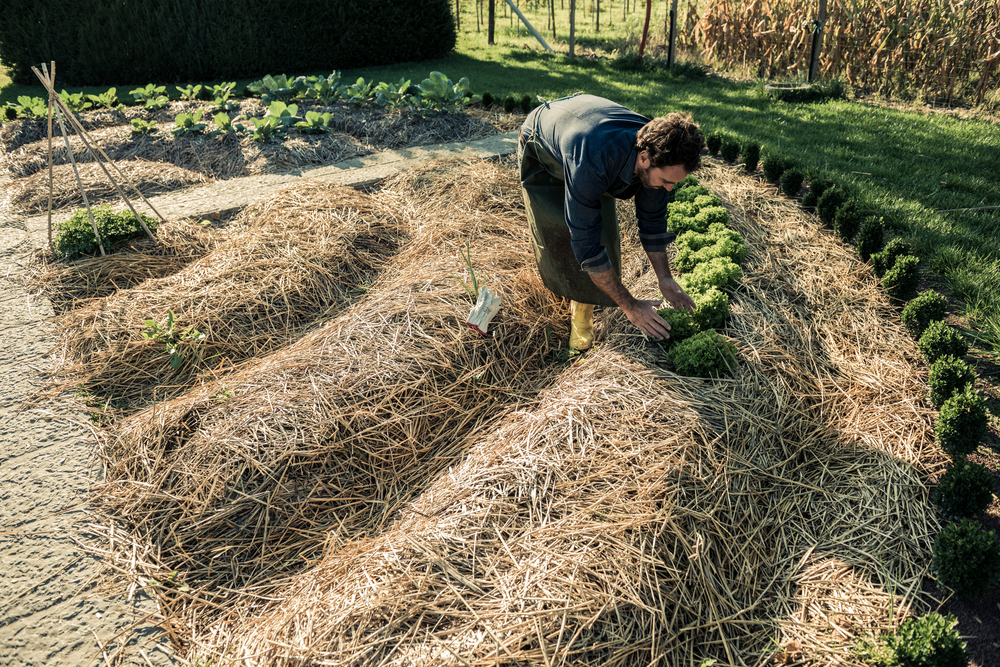 Man working on a synergistic vegetable garden
