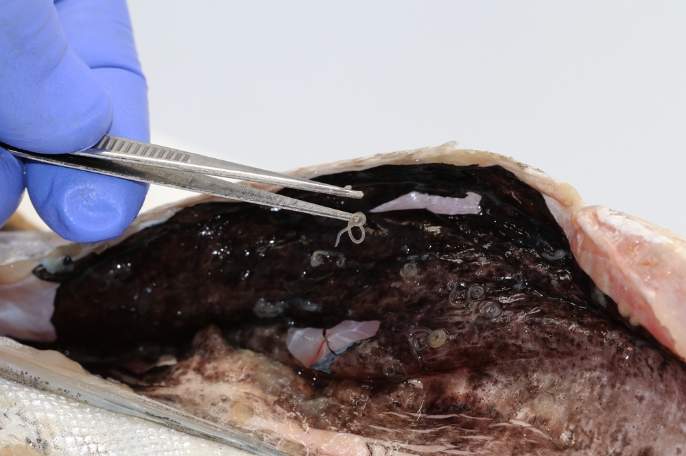 Veterinary examination of a hake containing the parasitic nematode worm Anisakis