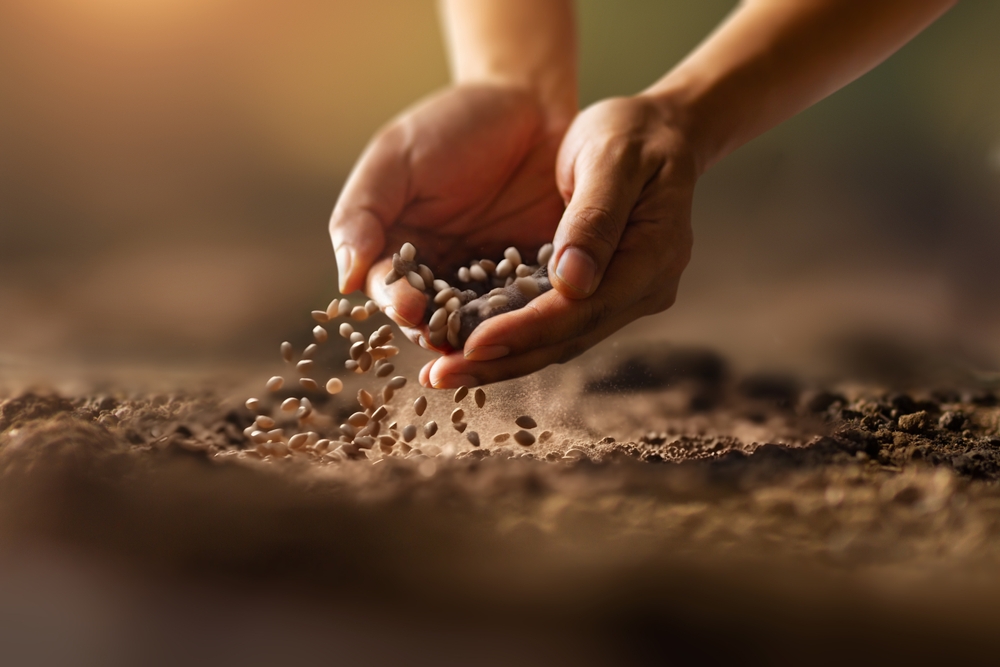 Expert farmer hand sowing seeds of vegetable on prepared soil. Gardening and Agriculture concept.