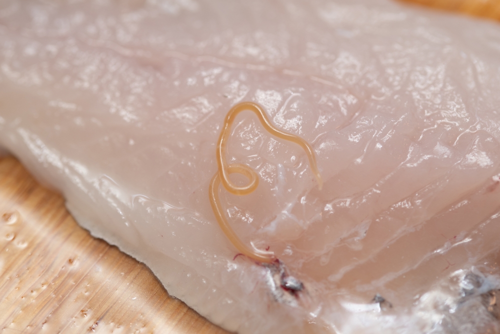 Anisakis parasitic on raw fish