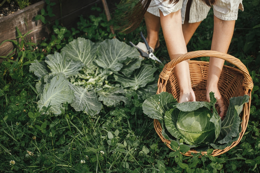 Homestead lifestyle and permaculture. Woman harvesting cabbage from raised garden bed. Hands gathering cabbage close up in urban organic garden.