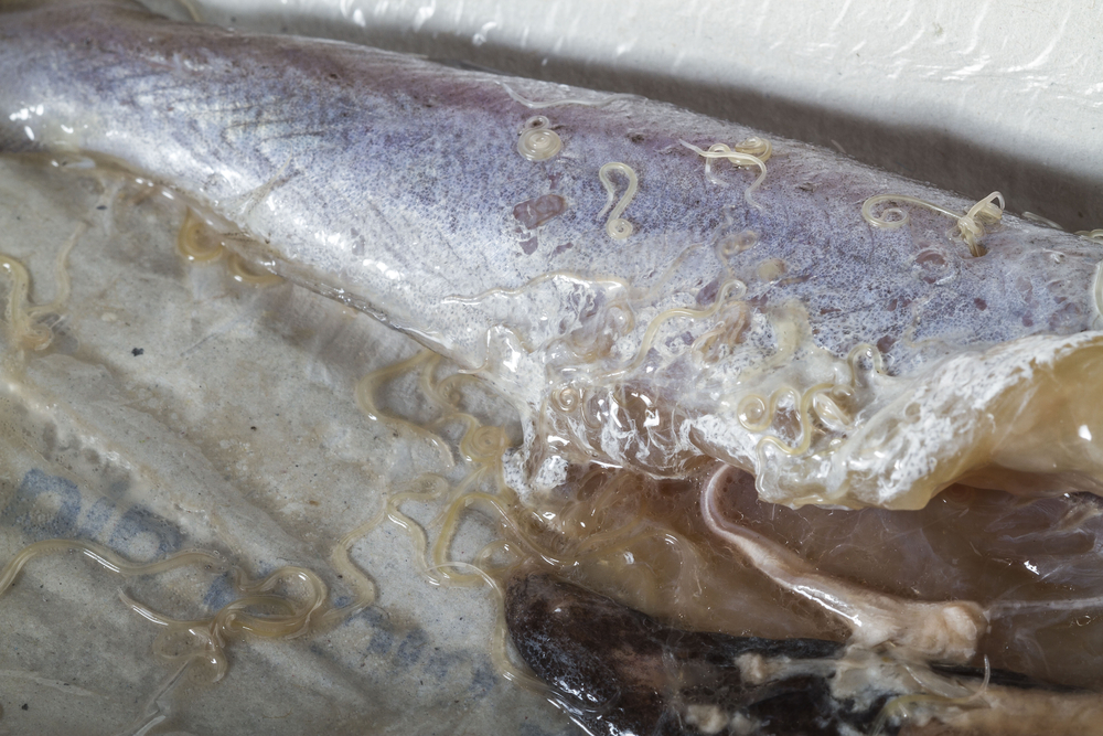Anisakis worm, a parasite of marine mammals, present in raw blue whiting fish. Can be dangerous for humans that eat raw fish like sushi.