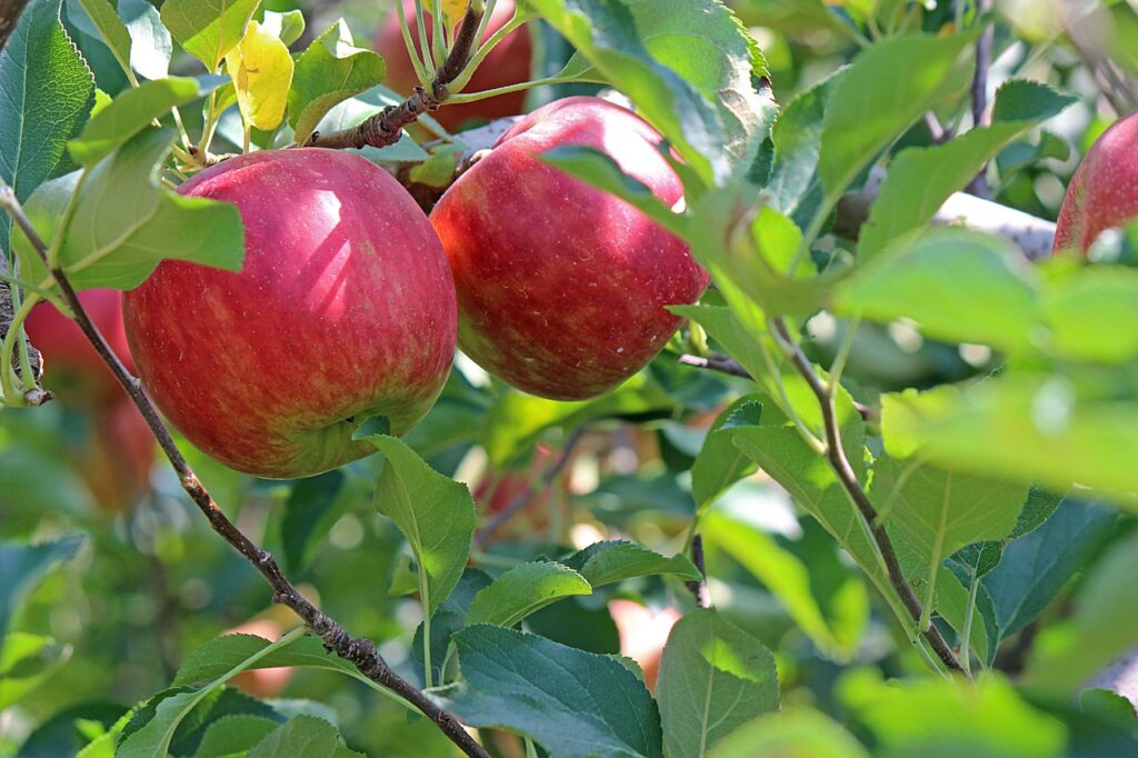 Red apples hanging on a tree.