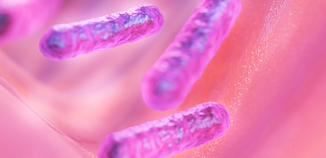 bacteria