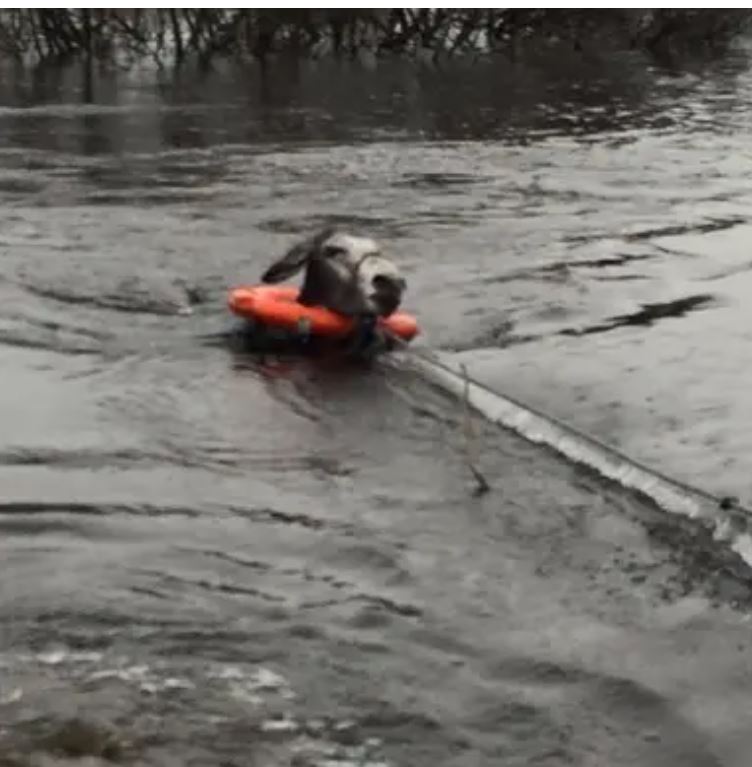 A donkey in flooding waters. 
