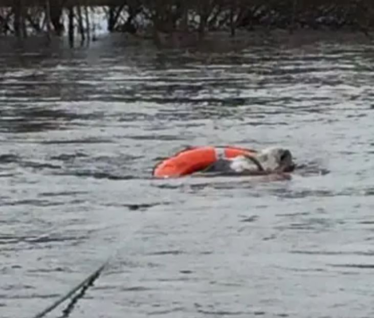 A donkey wearing an orange lifebuoy. 