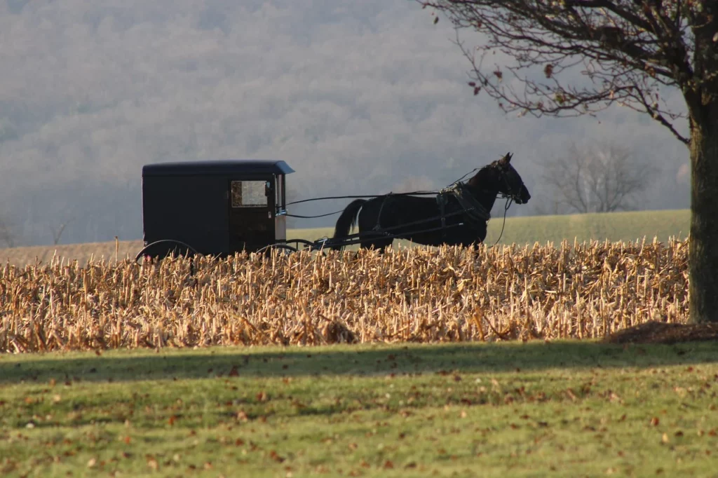 A horse and buggy ride past a field. Greenery in the background.