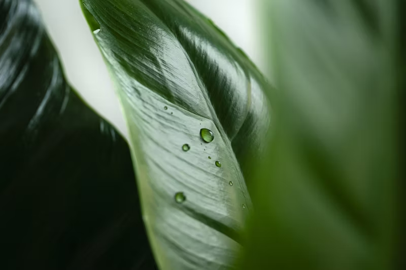 water on a leaf