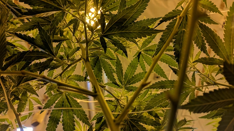 Leaves of a marijuana plant