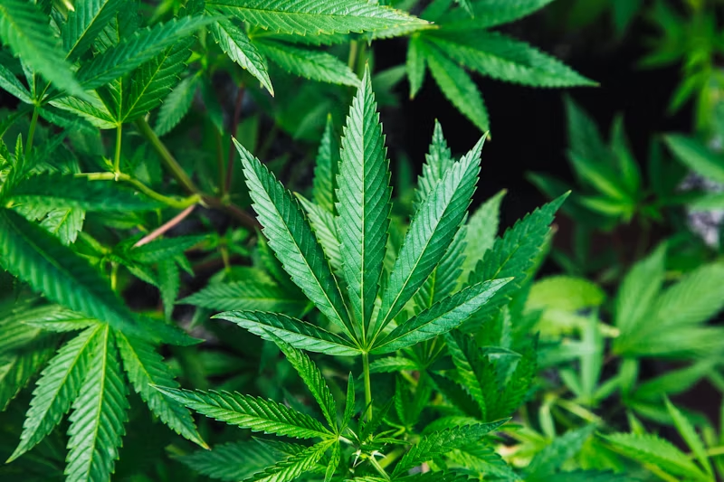 The full leaf of a marijuana plant