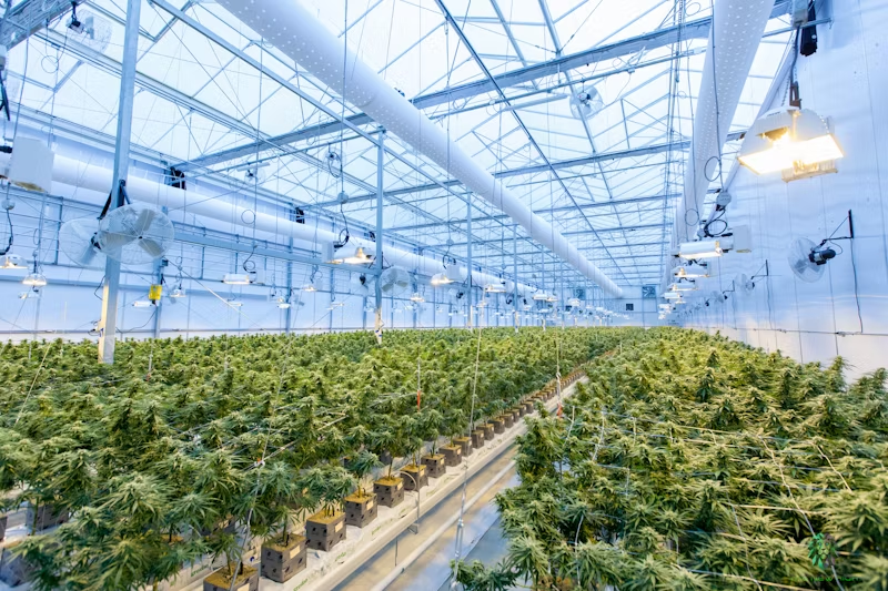 A greenhouse full of marijuana