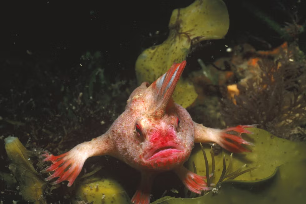 handfish