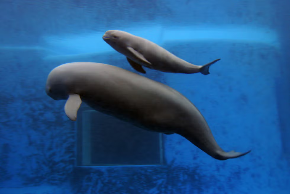 yangtze river dolphin