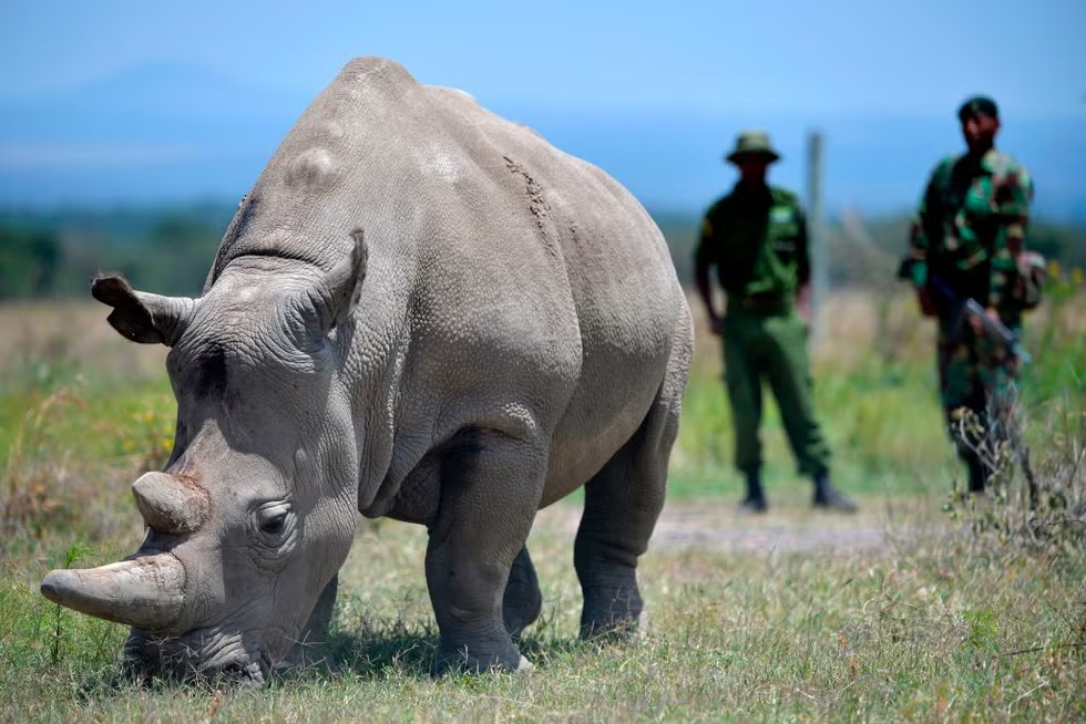extinct rhino