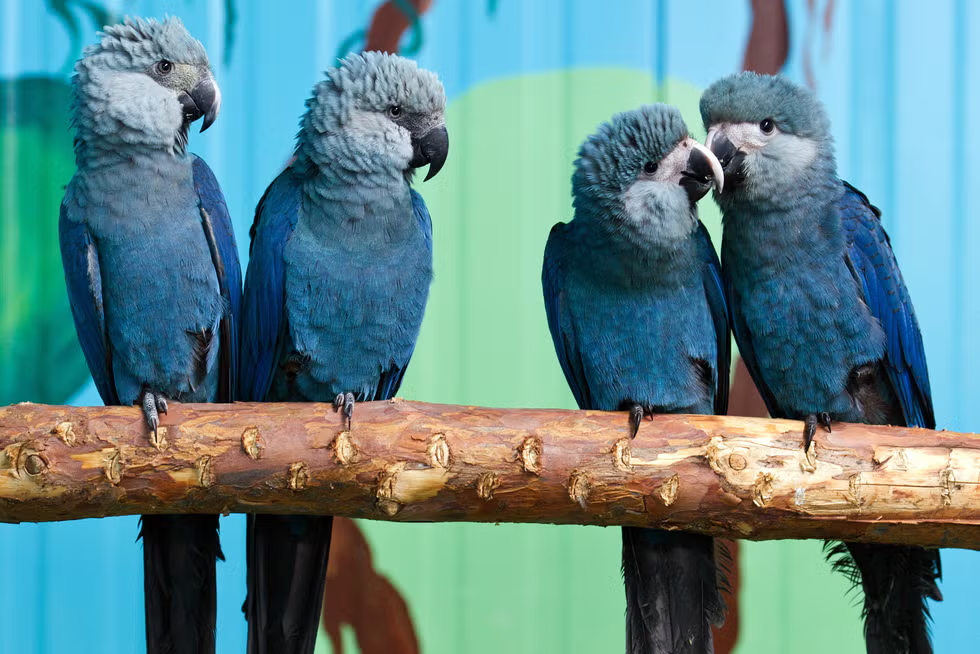 spix macaw