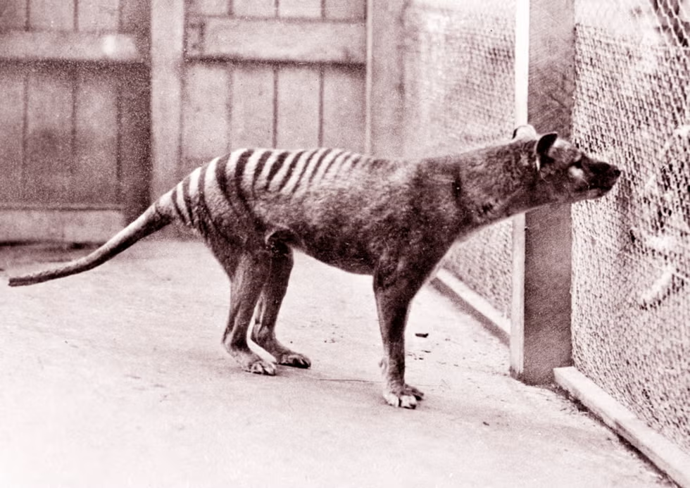 thylacine