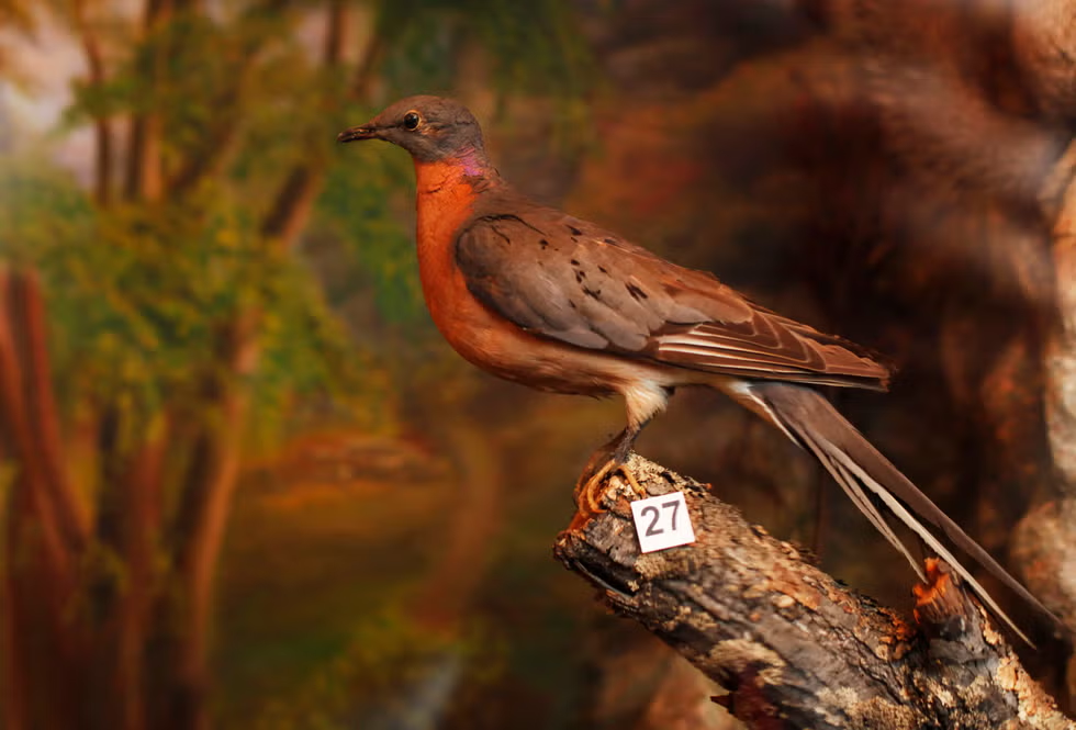 passenger pigeon