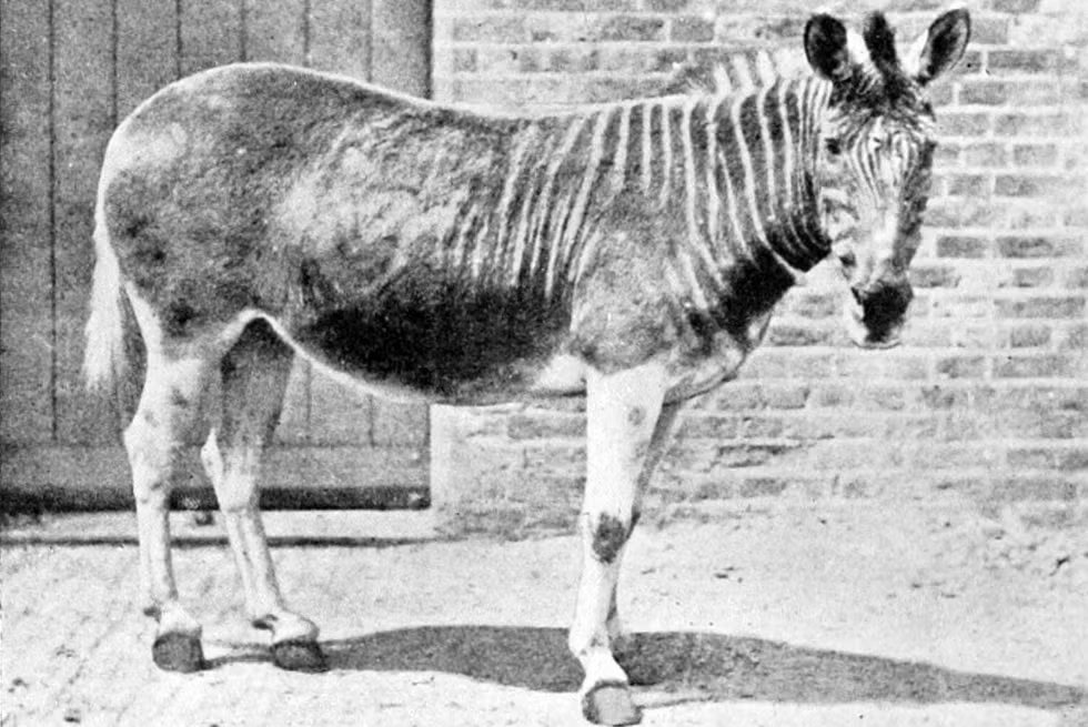 quagga