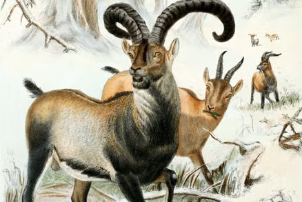 Pyrenean ibex
