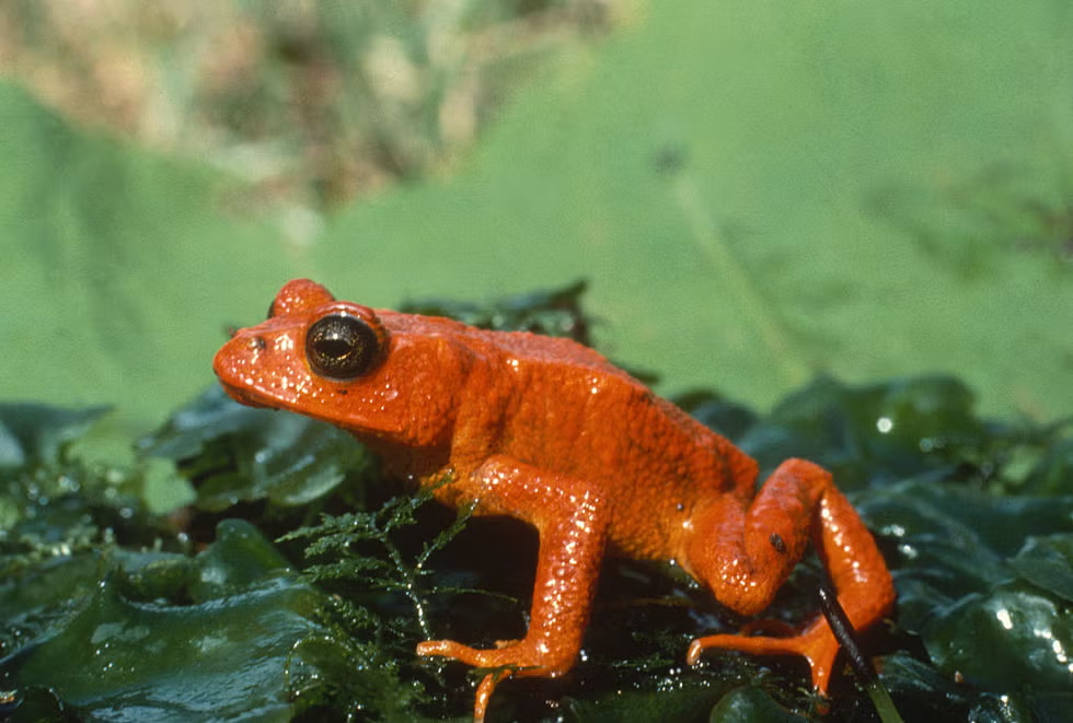 golden toad