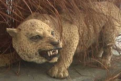zanzibar leopard