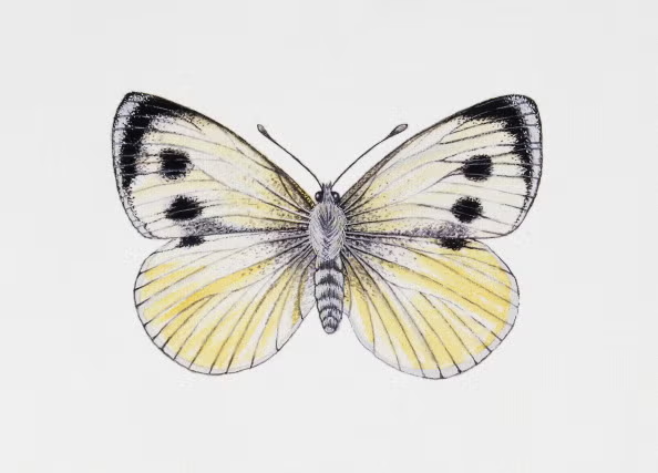 extinct butterfly