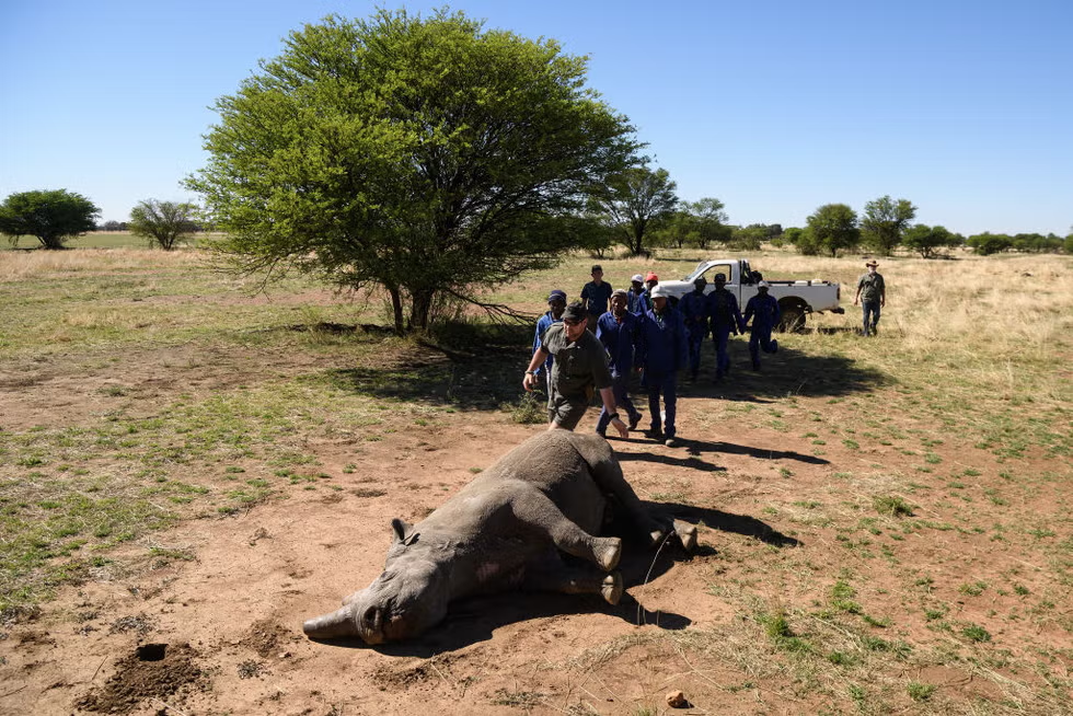 black rhino