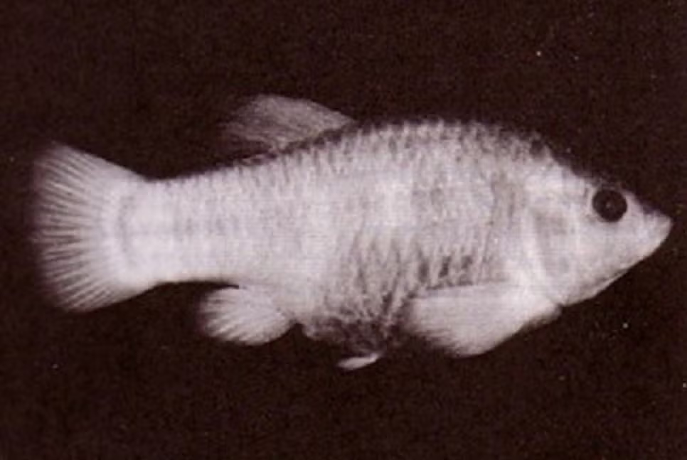 tecopa pupfish