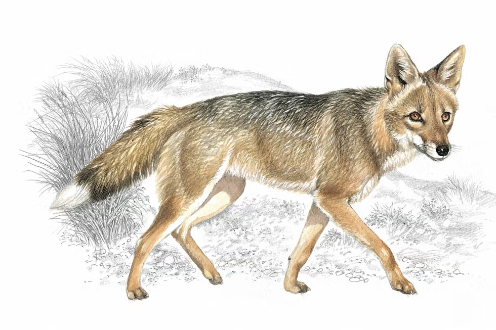 island wolf
