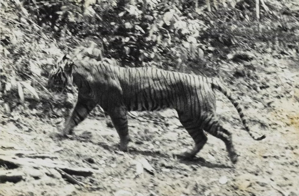 javan tiger