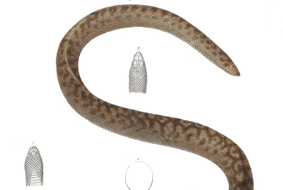 hawaiian snake