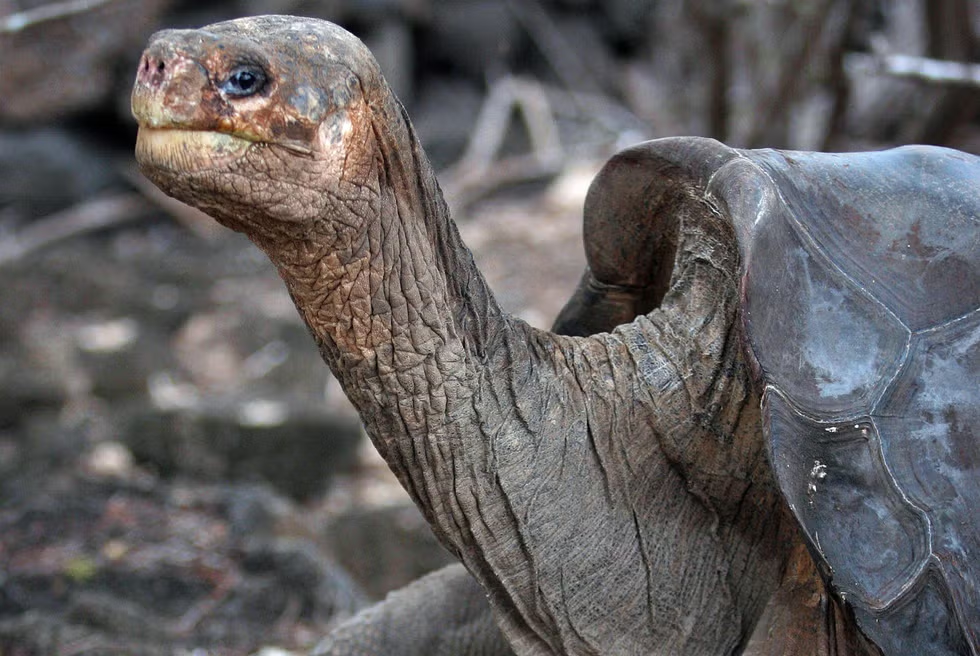 extinct tortoise