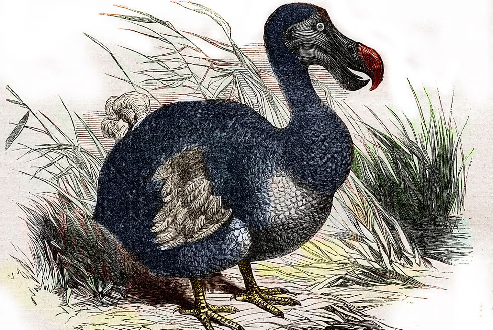 dodo