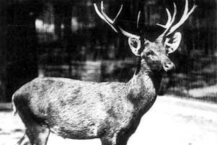 extinct animal